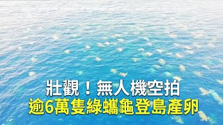 壯觀！無人機空拍逾6萬隻綠蠵龜登島產卵｜計算海龜數量的方法｜大堡礁基金會