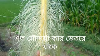 প্রাকৃতিক সৌন্দর্য্য // #video #vutta flower #ভুট্টা ফুল #natural beauty #Flower @FlowersComedy