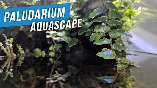 Fluval F90 Paludarium Aquascape