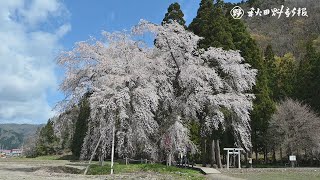 【桜駆ける】おしら様の枝垂れ桜・ドローン撮影（湯沢市）