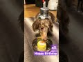 愛犬ペリーの誕生日🎂 ダックスフンド ペット用カボチャケーキ 9歳 誕生日おめでとう