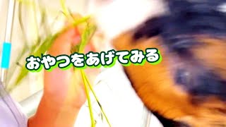 【ふれあい動物園】ミミナガヤギにおやつをあげてみたら凄かった【アニタッチ】