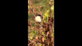 Burmese Shrike 20160116