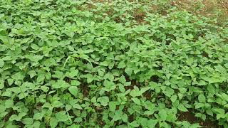 green gram cultivation /  பச்சை பயறு விவசாயம்