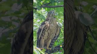 オオタカのワカの鳴き声と羽繕い　#shorts 　Call of a Northern Goshawk（Juvenile） Richiamo di un gionave astore