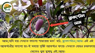 ব্লাকস্টোন আমের মাতৃ চারা | Blackstone Mango | স্বপ্ন কৃষি খামার