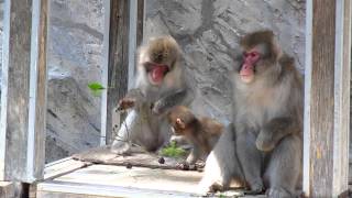 ニホンザルのリットルとおかあさんのダリア「一緒に食べるとおいしいね」＠上野動物園 - DSCN6928