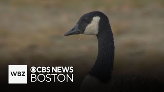 Whitman-Hanson schools are looking for someone to lend them a border collie