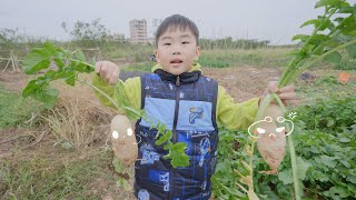 Fengfeng Picking strawberries and making egg tarts at the farm