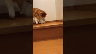 柴犬福 動くおもちゃvs柴犬🤣Moving toy vs Shiba🤣#shorts #funny #dogshorts #comedy #shibaken #시바견