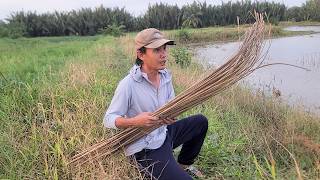 Cắm Câu , Câu Trúng Đàn Cá LÓC CỬNG Đi Săn Mồi Cắm Đằng Trước Đằng Sau Đã Ăn Liền