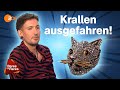 Kampf um Katze: Startgebot knackt Expertise für Brosche mit Diamanten auf Anhieb! | Bares für Rares