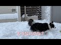 【ボーダーコリー】雪遊び　一緒に〜【初雪】