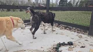 Breeding season Central asian shepherd Alabai