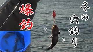 【爆釣】冬に穴釣りしてたらハゼやらイソガニが釣れやした。【ブラクリ】【ドロメ】【アゴハゼ】【シマハゼ】【テナガエビ】