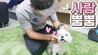 [ENG SUB]만지작 만지작 강아지 마사지 (강아지가 좋아하는 마사지 비법!)