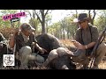 Giant Cape Buffalo Bull in Zambia