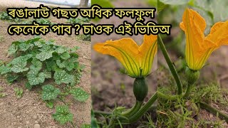 ৰঙালাউ খেতিত অধিক উৎপাদন কেনেকৈ পাব ৷ কি কি অনুখাদ্য কিটনাশক ব্যৱহাৰ কৰিব ৷