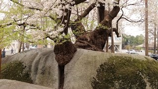 JG 4K 岩手 盛岡の桜 Sakura in Morioka,Iwate