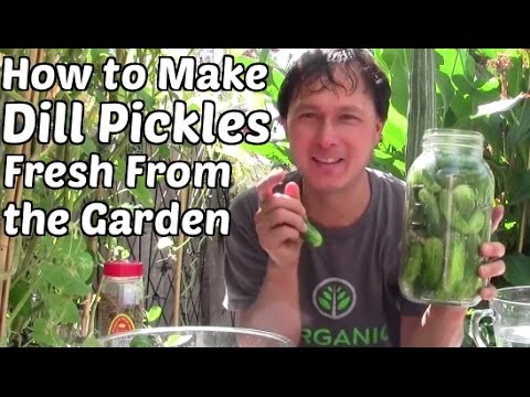 How to Make Dill Pickles Fresh From the Garden How to Make Dill Pickles Fresh From the Garden