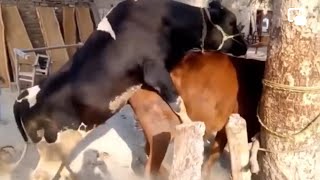 Cow - Animals Cows Matting, Cow Bull buffalo matting | #hybridmatting #crossmatting,Ukraine & Russia
