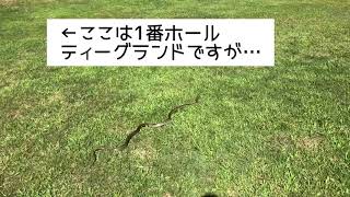 北海道ゴルフ場でキタキツネとヘビ　　Red fox and snake at Hokkaido golf course