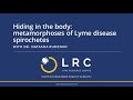 Hiding in the body: metamorphoses of Lyme disease spirochetes