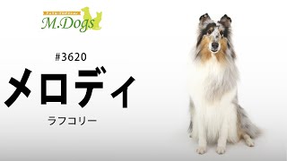 ペットモデル#3620 ラフコリー「メロディ」のテクニカル動画【指示で吠えろ】