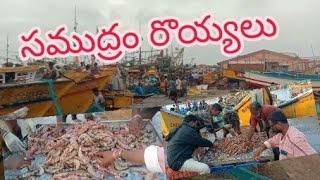 సముద్రం రొయ్యలు --రకాలు|| Names of sea prawns