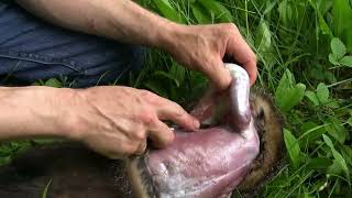 How to gut and skin a woodchuck