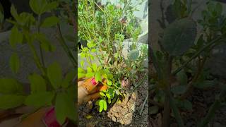 ఇది తీయకపోతే గులాబీ mokka చనిపోతుంది #gardenning #garden #rose