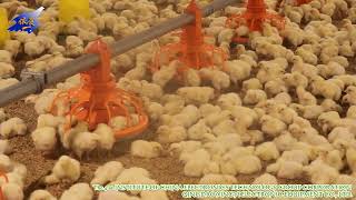 Ei Farming Poultry Equipment（Fisher +86 13675427936）