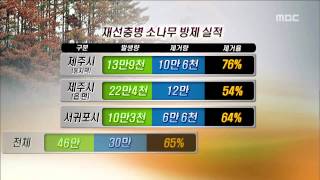 제주MBC 리포트_소나무 재선충 방제 비상 올해도 확산되나_현제훈