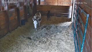 Baby Donk Cam Harley n foal resting 1015am then up; 1047am misc to noon 5162024