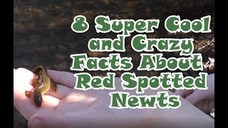 8 Super Cool and Crazy Facts about Red Spotted Newts