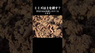 ミミズは土を耕す？　#ミミズ #土壌改良 #植物の成長 #自然 #短い動画 #ショート動画 #ずんだもん #驚きの事実　VOICEVOX:ずんだもん