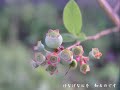 野に咲く花のように オカリナ多重録音