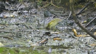 河口湖フィールドセンターのセンダイムシクイの水浴び　その８（4K動画）