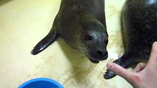 浅虫水族館：きぼうの声