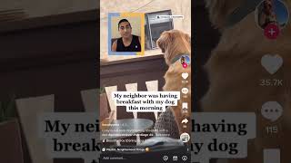 Golden Makes Friends With His Neighbor On The Opposite Balcony | The Dodo