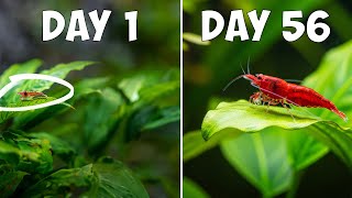 Cherry Shrimp Lifecycle Explained From Tiny Eggs To Bright Shrimp In Weeks