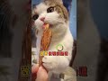 猫咪能吃的六种超级人类食物！好吃有益不贵！ 科学养宠攻略 猫 猫咪能吃的食物 猫奴十三