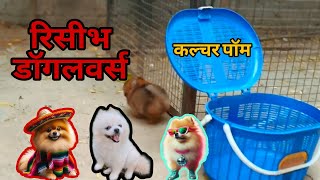 कल्चर पॉम रिसीभ कस्टमर्स और साथ में डोलचि भी #pets_icon_varanasi #breed #pets #dog #dog #topbreed