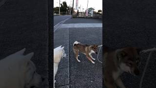 特大の紀州犬に震えあがる【眉毛犬】 #日本犬 #日本犬物語 #dog #dogs #dogshorts #四国犬 #猟犬 #紀州犬 #いぬのきもち #いぬのいる生活