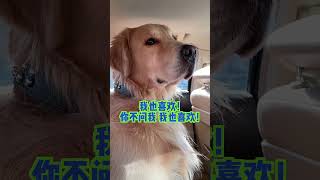 看似目不转睛的等爸爸，耳朵也没闲着 #dog #金毛 #狗狗