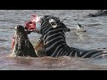 Zebra's face ripped off by crocodiles crossing Mara river on Safari in Kenya