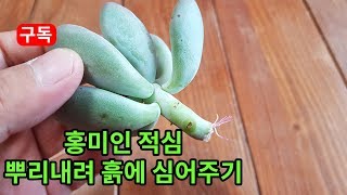 적심한 후 뿌리내린 홍미인 흙에 심어주기  succulent, succulents plants