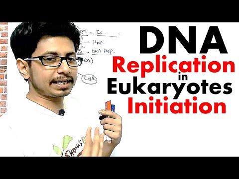 Eukaryotic Dna Replication Initiation Dna Replication In Eukaryotes