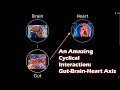 An Amazing Cyclical Interaction:  Gut-Brain-Heart Axis