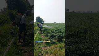 మూడు ఎకరాలకు మందుకొట్టినం🌱🌱🌶️ Daily life  #telugu #trending #villagelife #dailylife#shorts #village